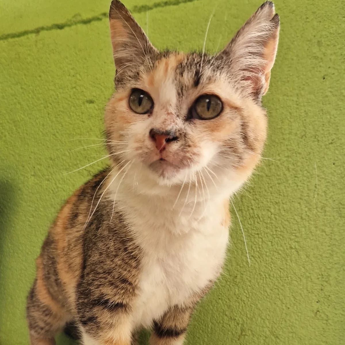 Coachella, Mixed Breed for adoption at SPA de Loire Atlantique, Nantes