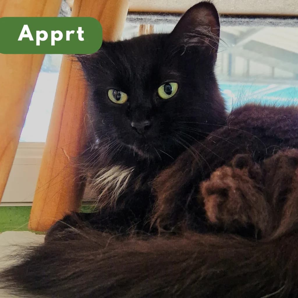Dolie, Mixed Breed for adoption at SPA de Loire Atlantique, Nantes