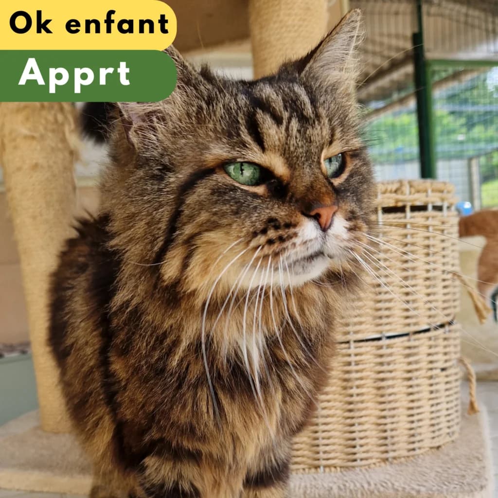 Jane, Mixed Breed for adoption at SPA de Loire Atlantique, Nantes
