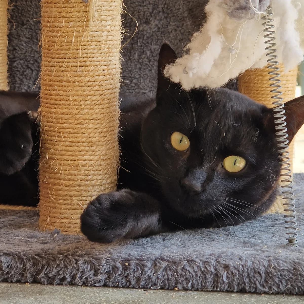 Mambo,  Mixed Breed for adoption at SPA de Loire Atlantique, Nantes
