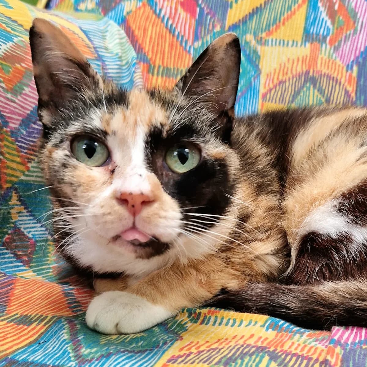 Mimique, Mixed Breed for adoption at SPA de Loire Atlantique, Nantes