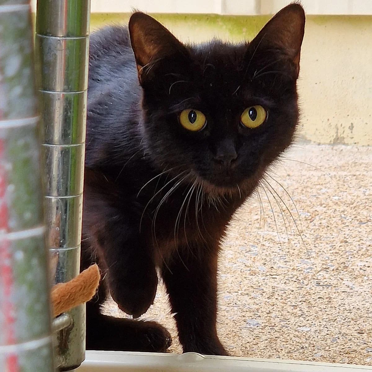 Nonette,  Mixed Breed for adoption at SPA de Loire Atlantique, Nantes