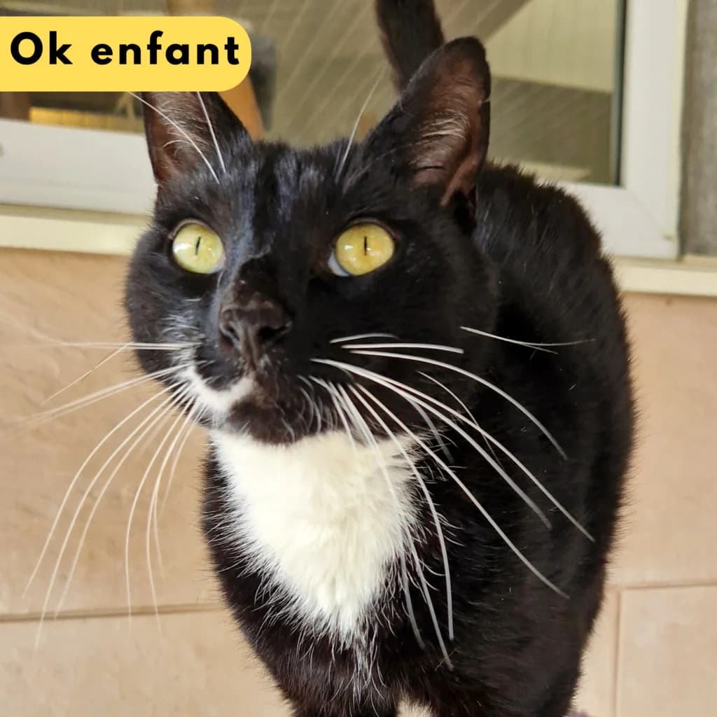 Panini, Mixed Breed for adoption at SPA de Loire Atlantique, Nantes
