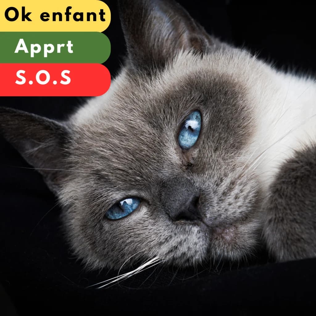 Peppa, Mixed Breed for adoption at SPA de Loire Atlantique, Nantes