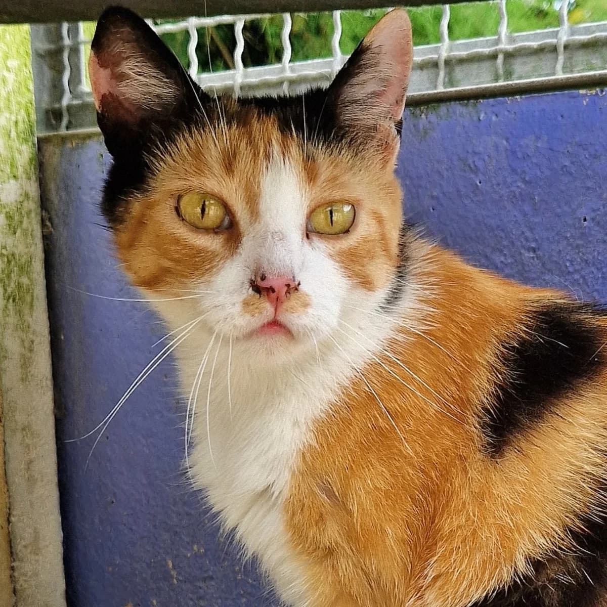 Yuki, Mixed Breed for adoption at SPA de Loire Atlantique, Nantes