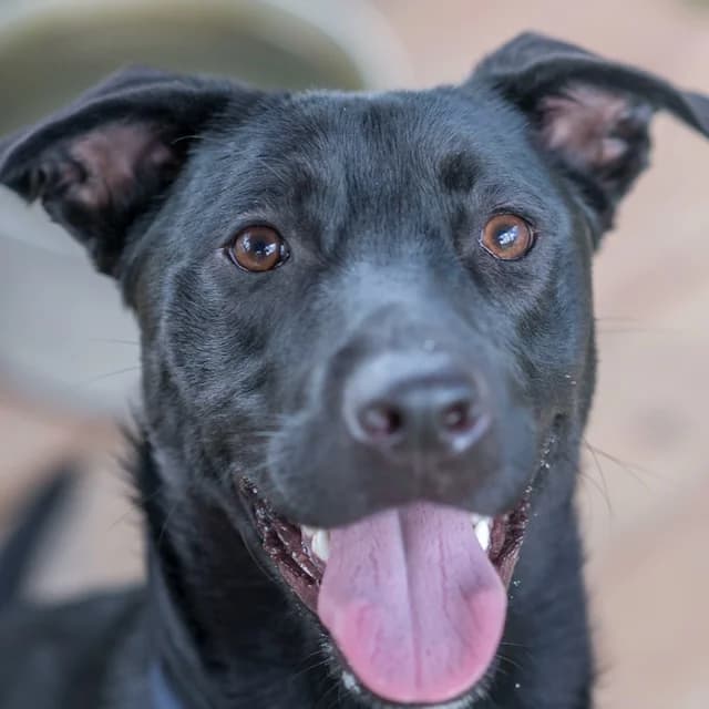 Beta, male young Labrador Retriever for adoption at SPA de Loire Atlantique, Nantes