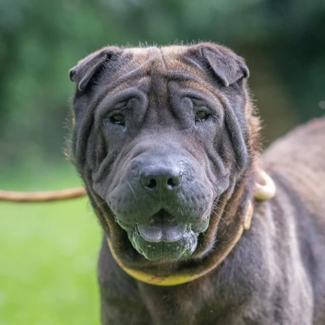 Roy, Mixed Breed for adoption at SPA de Loire Atlantique, Nantes