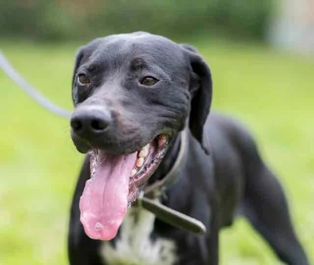 Stark, Mixed Breed for adoption at SPA de Loire Atlantique, Nantes