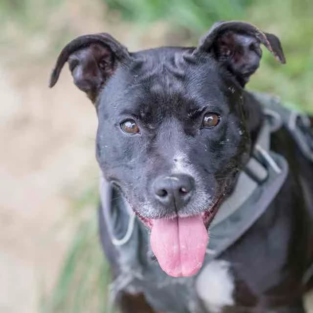 Roxy,  Mixed Breed for adoption at SPA de Loire Atlantique, Nantes