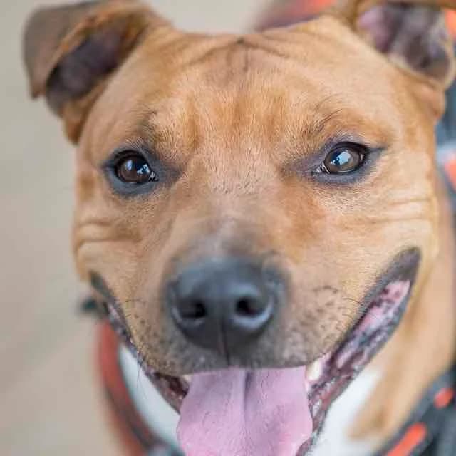 Montana, Mixed Breed for adoption at SPA de Loire Atlantique, Nantes