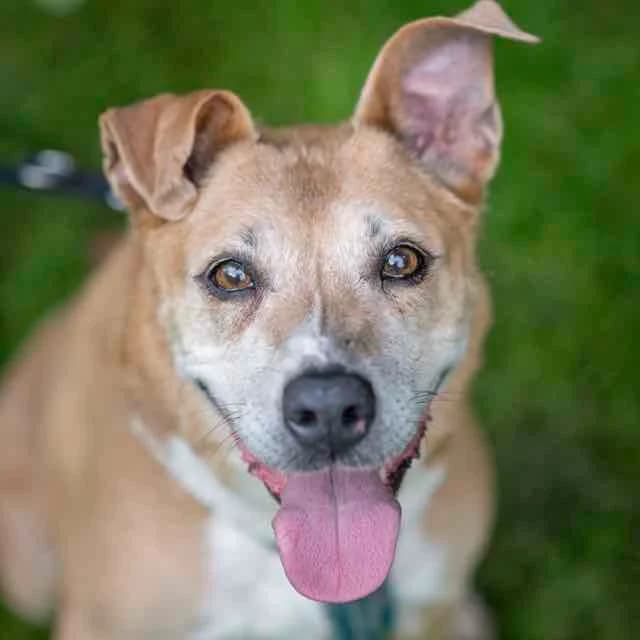 Hoxane,  mixed breed for adoption at SPA de Loire Atlantique, Nantes