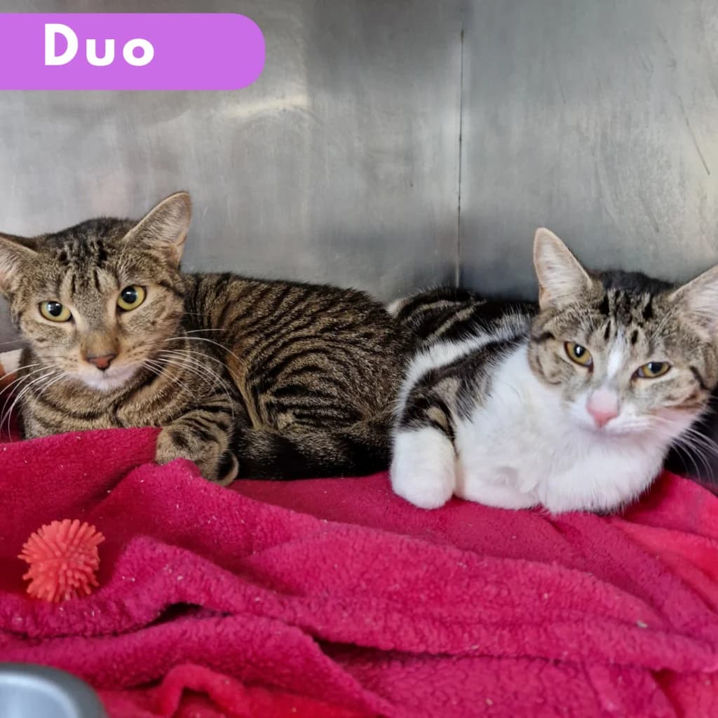 Eponine et Azelma,  Mixed Breed for adoption at SPA de Loire Atlantique, Nantes