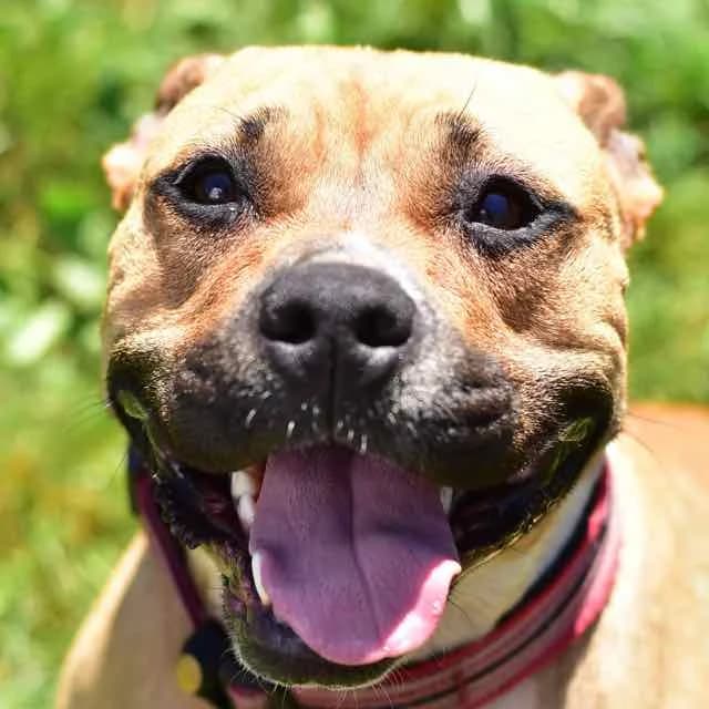 Tayana, female young American Staffordshire Terrier for adoption at SPA de Loire Atlantique, Nantes