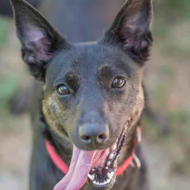 Okay,  mixed breed for adoption at SPA de Loire Atlantique, Nantes