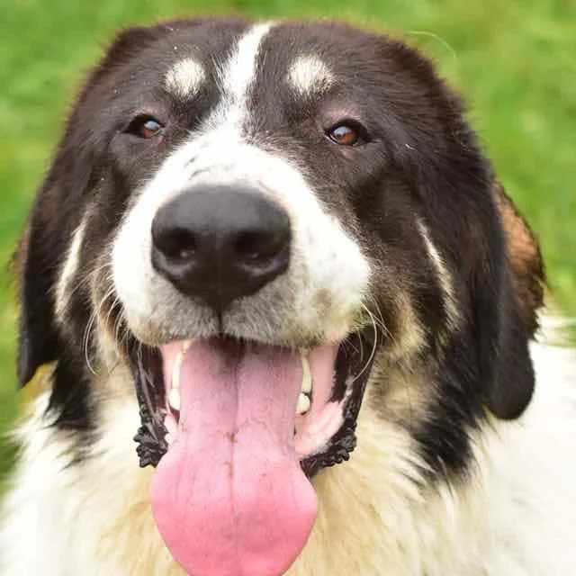 Minus, Mixed Breed for adoption at SPA de Loire Atlantique, Nantes