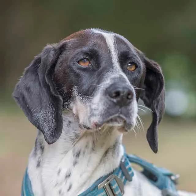 Belle, female 5yo Pointer for adoption at SPA de Loire Atlantique, Nantes