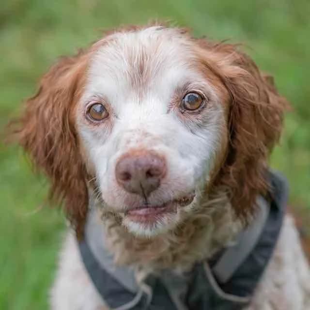 Lasso, Mixed Breed for adoption at SPA de Loire Atlantique, Nantes