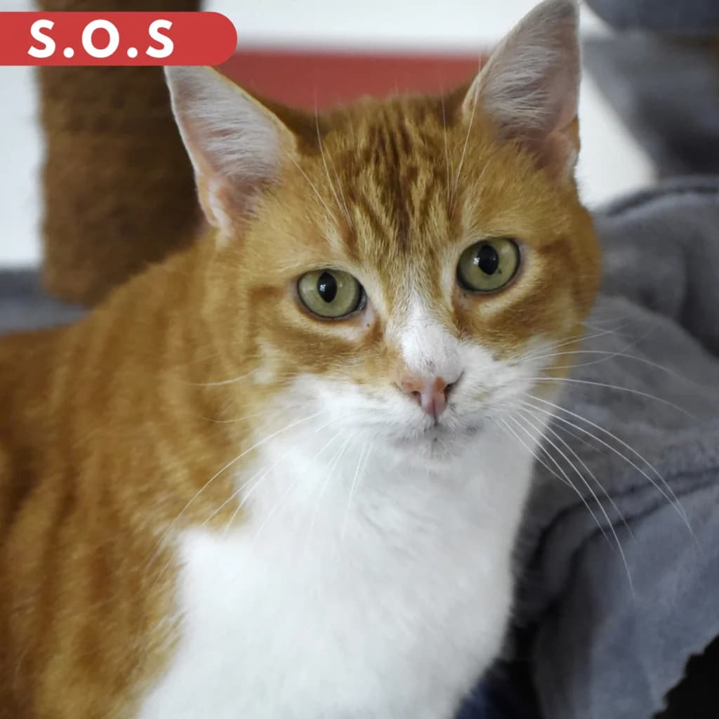 Cordial, Mixed Breed for adoption at SPA de Loire Atlantique, Nantes