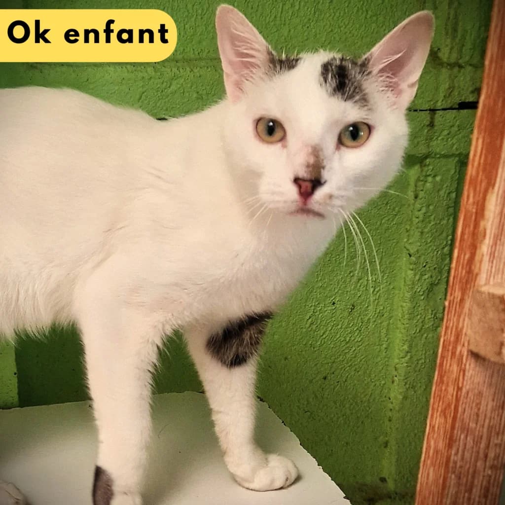 Diop, Mixed Breed for adoption at SPA de Loire Atlantique, Nantes