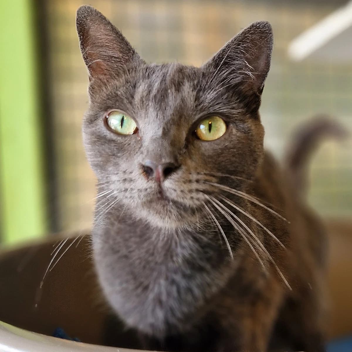 Diva, Mixed Breed for adoption at SPA de Loire Atlantique, Nantes