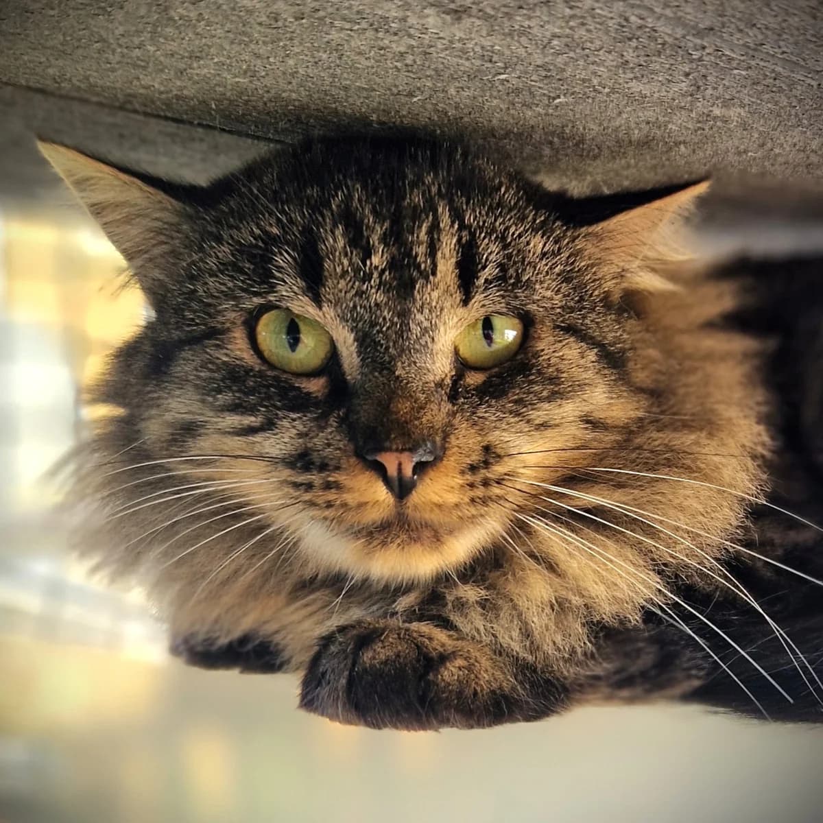 Theoden,  Mixed Breed for adoption at SPA de Loire Atlantique, Nantes