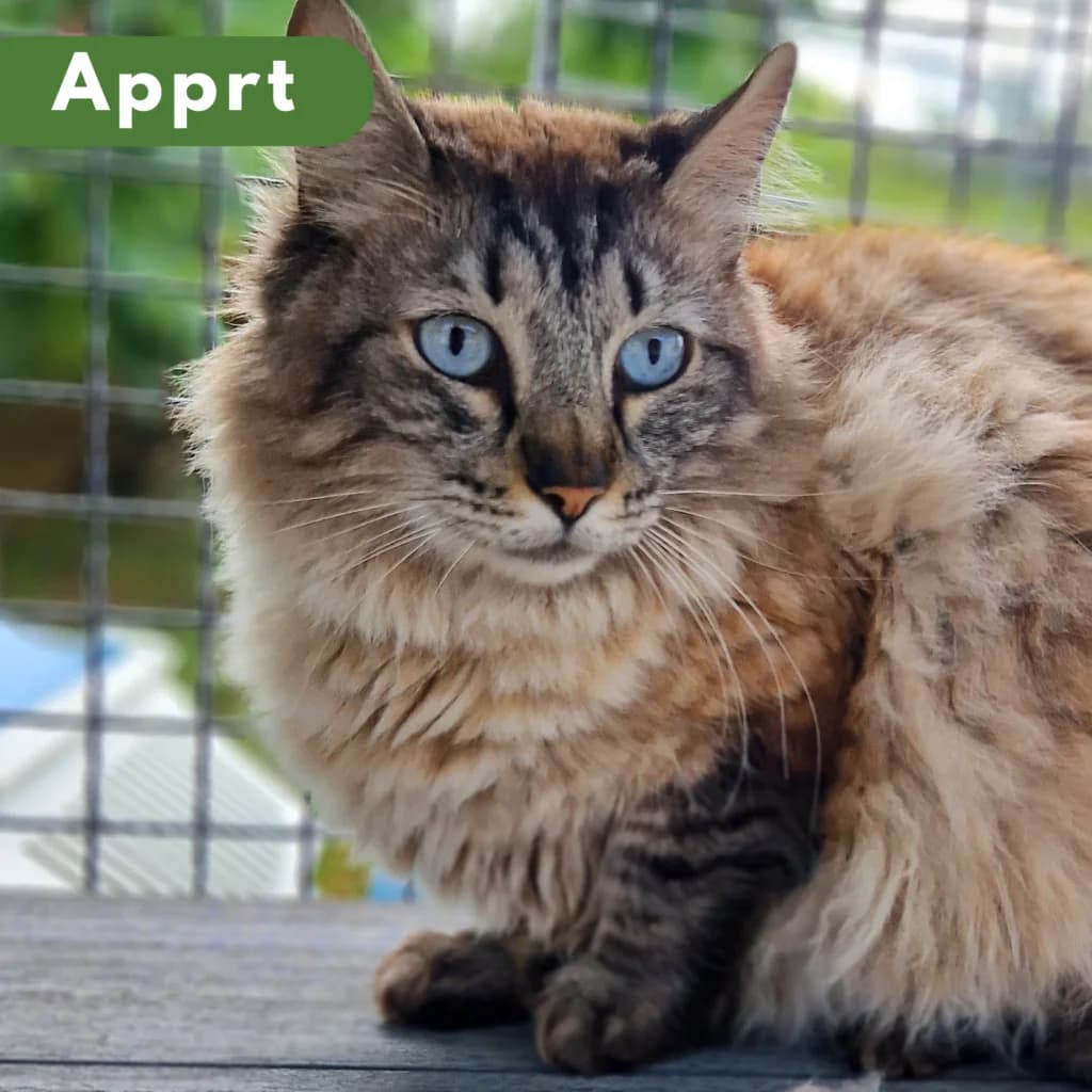 Titi,  Mixed Breed for adoption at SPA de Loire Atlantique, Nantes