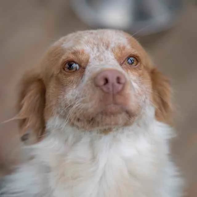 Aladin, Mixed Breed for adoption at SPA de Loire Atlantique, Nantes