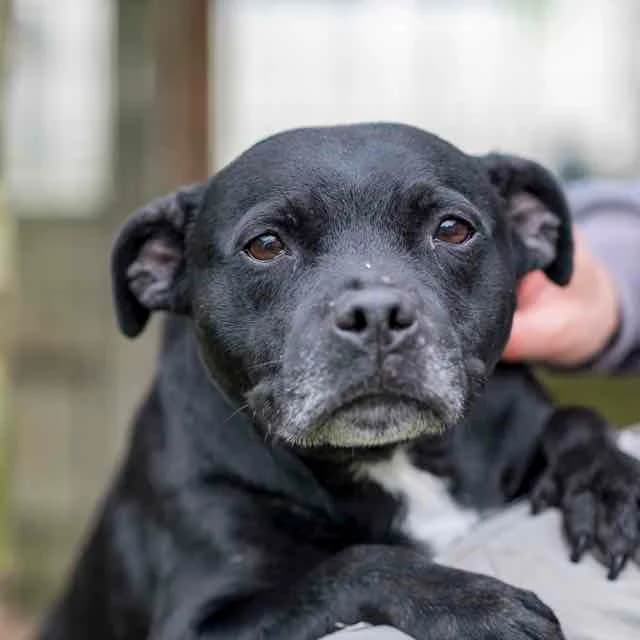 Nikie,  Mixed Breed for adoption at SPA de Loire Atlantique, Nantes