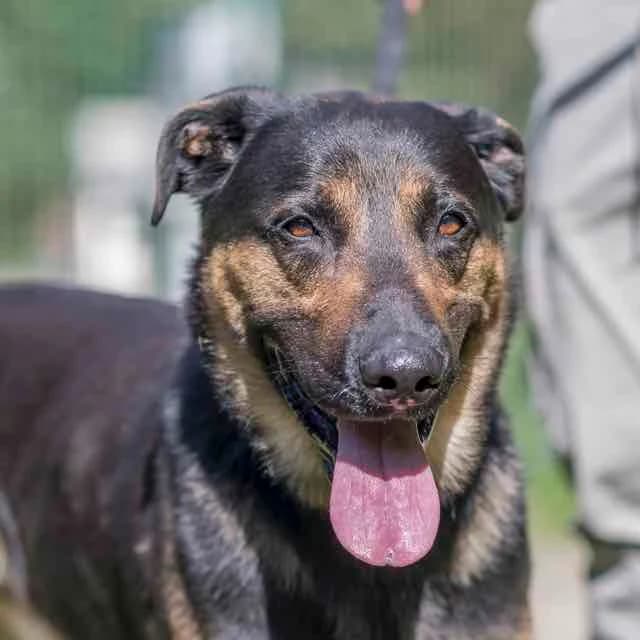 Sergent, Mixed Breed for adoption at SPA de Loire Atlantique, Nantes
