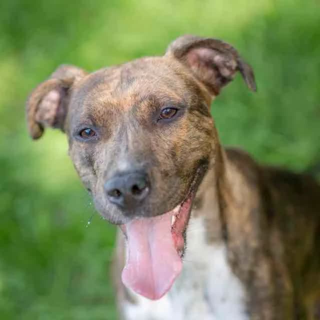 Kif Kif,  mixed breed for adoption at SPA de Loire Atlantique, Nantes