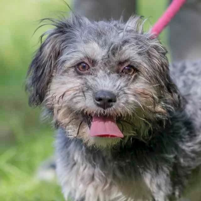 Chupa, female 3yo Shih Tzu for adoption at SPA de Loire Atlantique, Nantes