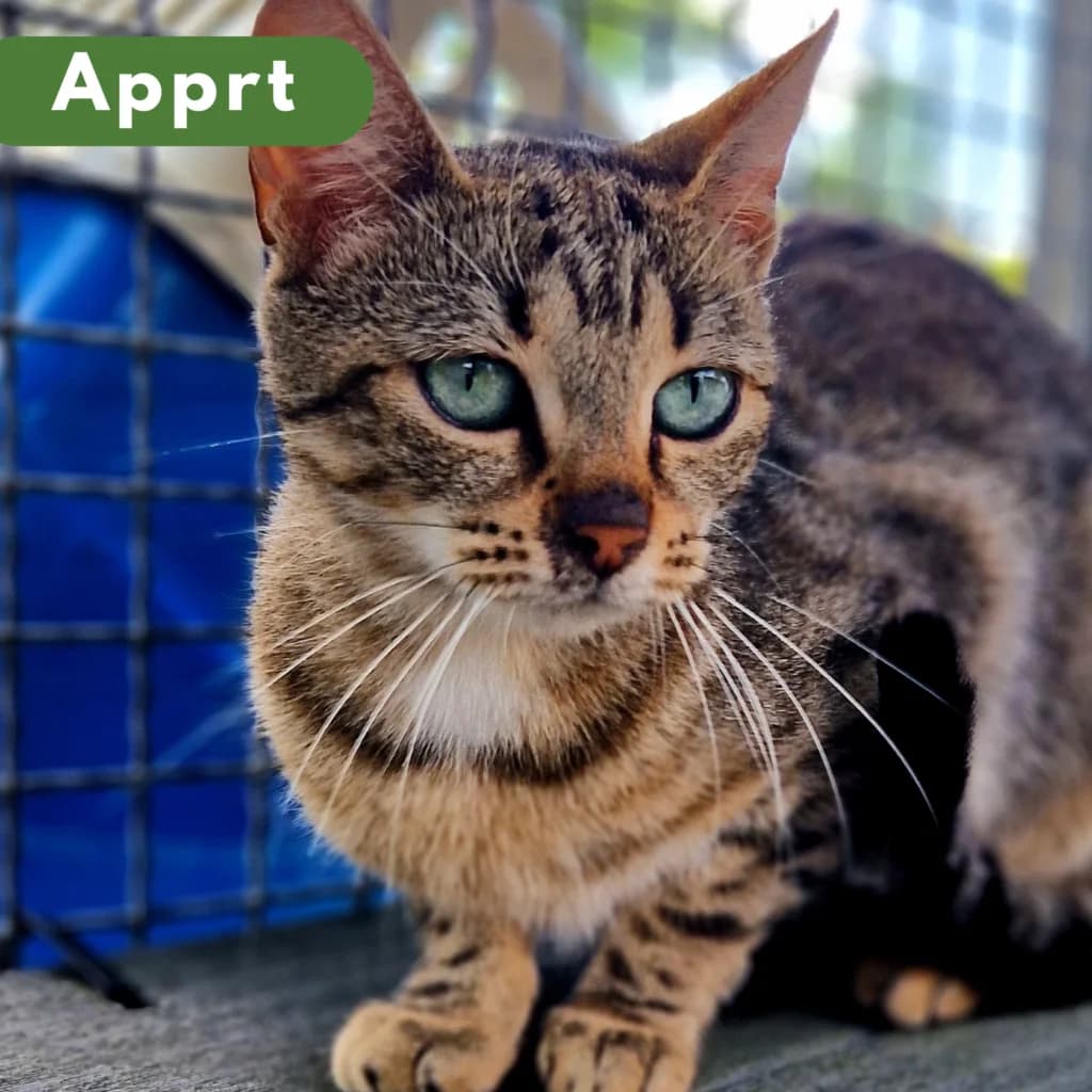 Véranda, female European Shorthair for adoption at SPA de Loire Atlantique, Nantes