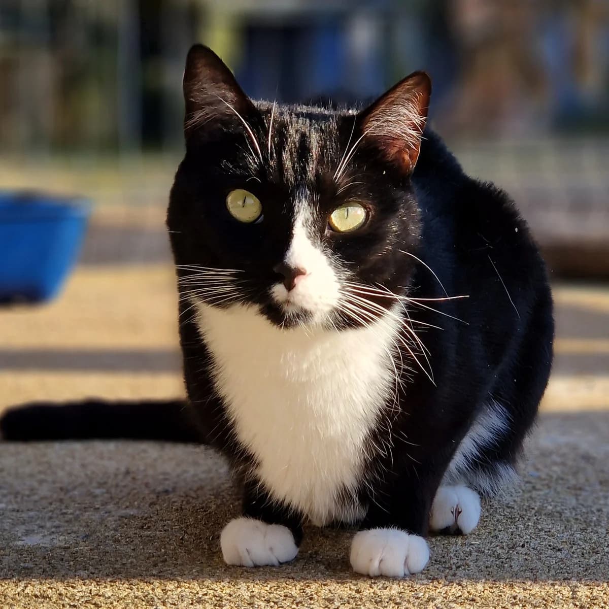 Zarbi,  Mixed Breed for adoption at SPA de Loire Atlantique, Nantes
