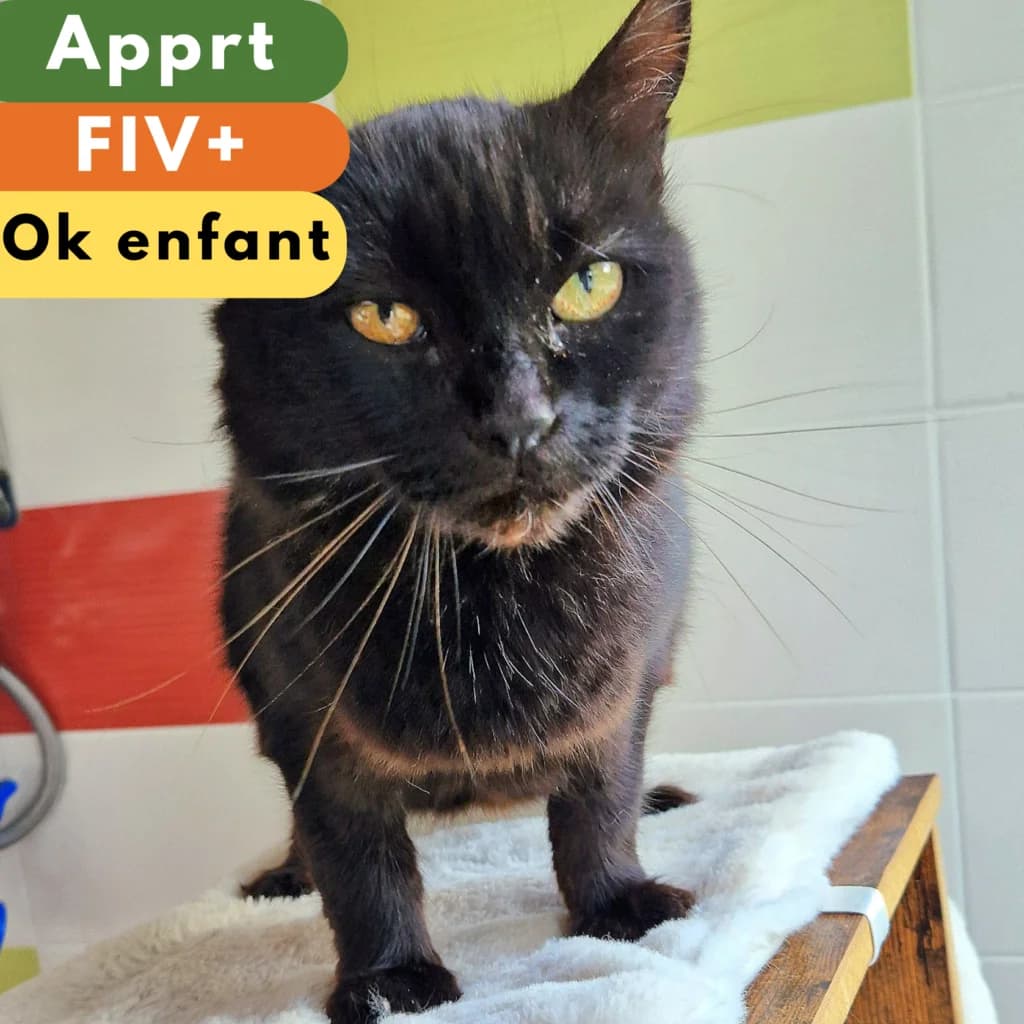 Narnia, Mixed Breed for adoption at SPA de Loire Atlantique, Nantes