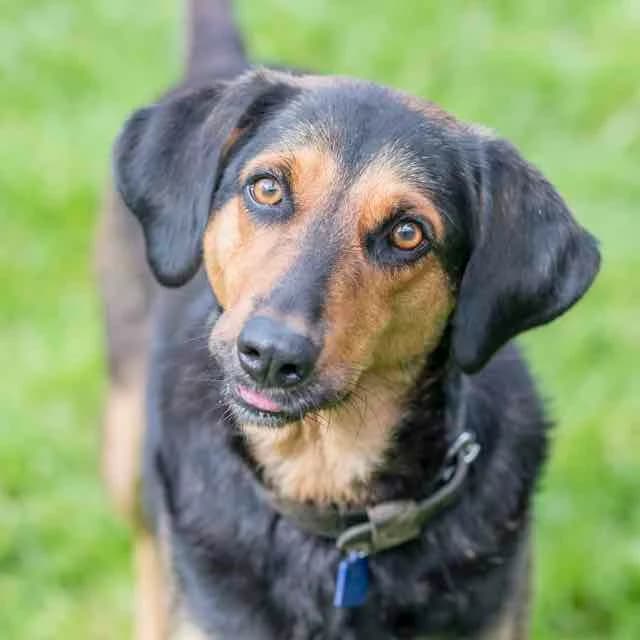 Isis,  mixed breed for adoption at SPA de Loire Atlantique, Nantes