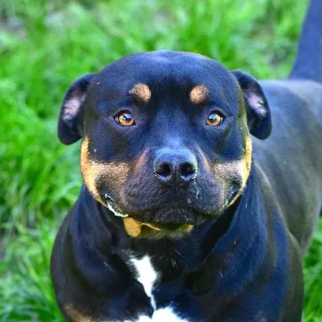 Tio,  Mixed Breed for adoption at SPA de Loire Atlantique, Nantes