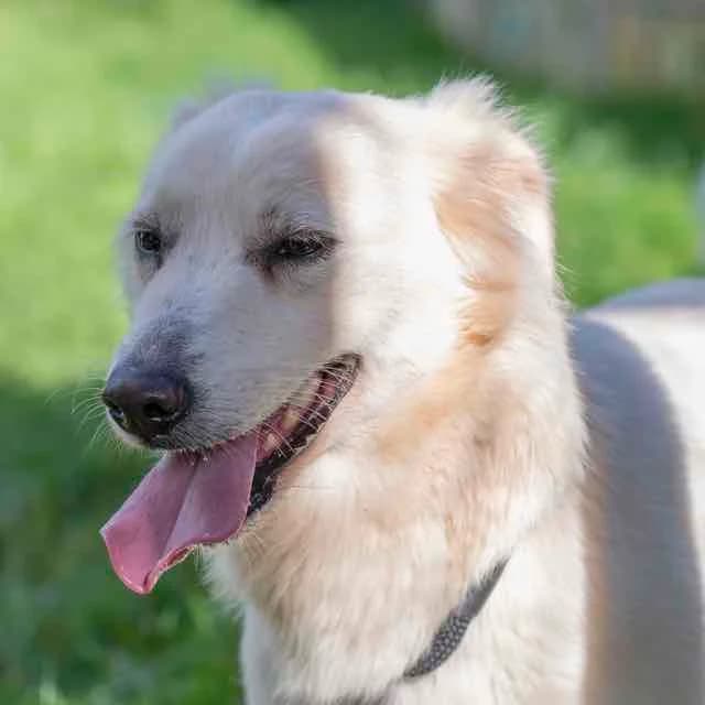 Marty,  Border Collie for adoption at SPA de Loire Atlantique, Nantes
