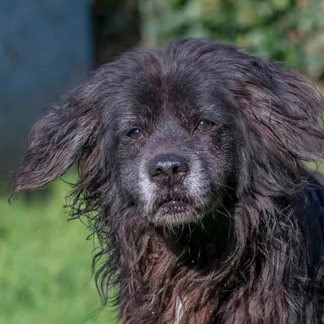 Lutin,  Border Collie for adoption at SPA de Loire Atlantique, Nantes