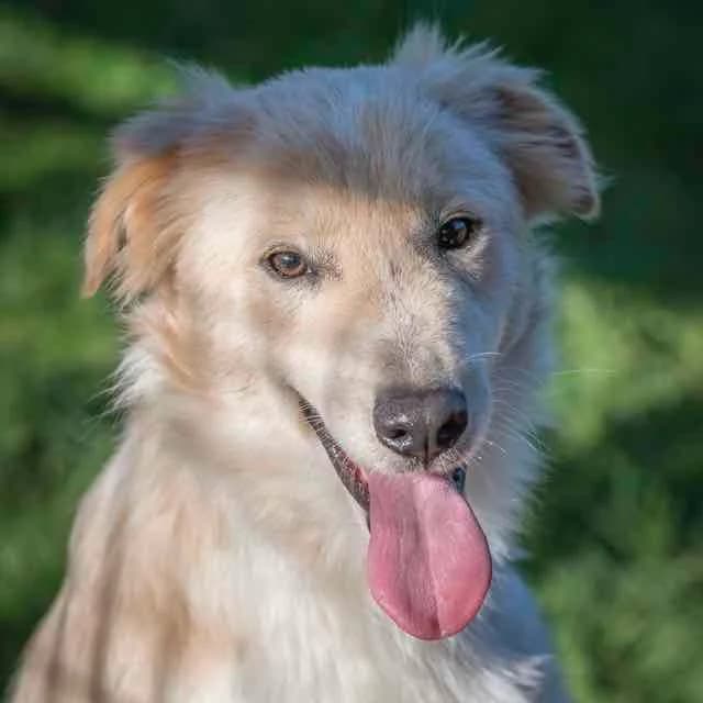 Mac Fly,  mixed breed for adoption at SPA de Loire Atlantique, Nantes