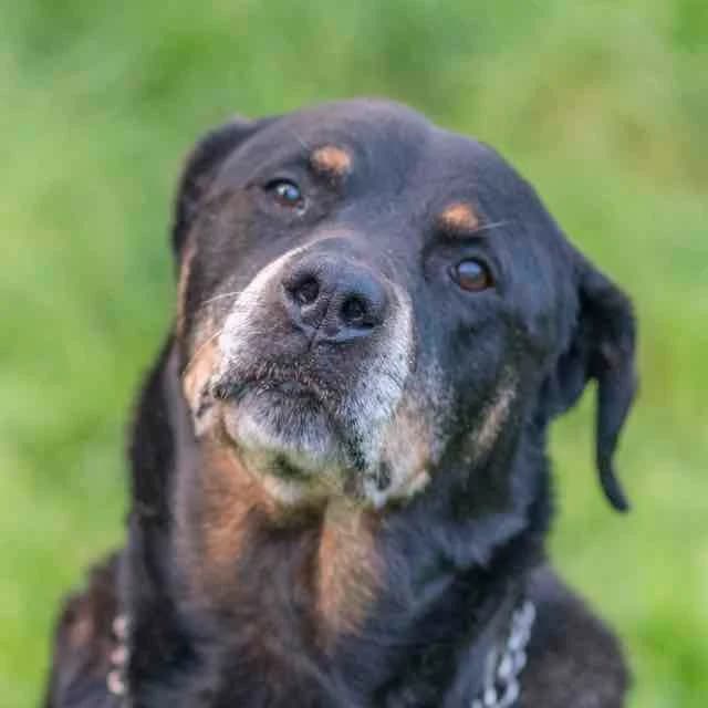 Haya,  Mixed Breed for adoption at SPA de Loire Atlantique, Nantes