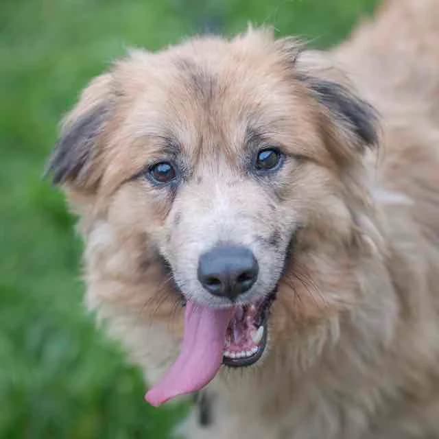 Gump,  mixed breed for adoption at SPA de Loire Atlantique, Nantes