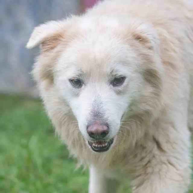 Simba,  mixed breed for adoption at SPA de Loire Atlantique, Nantes