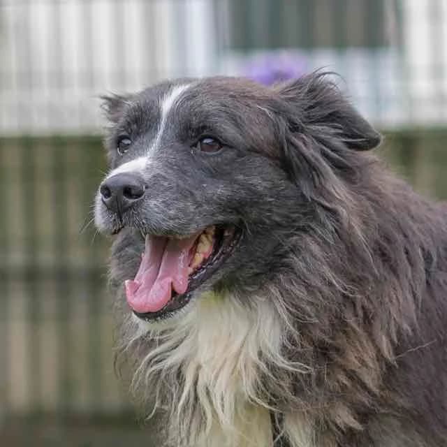 Roscoff, mixed breed for adoption at SPA de Loire Atlantique, Nantes