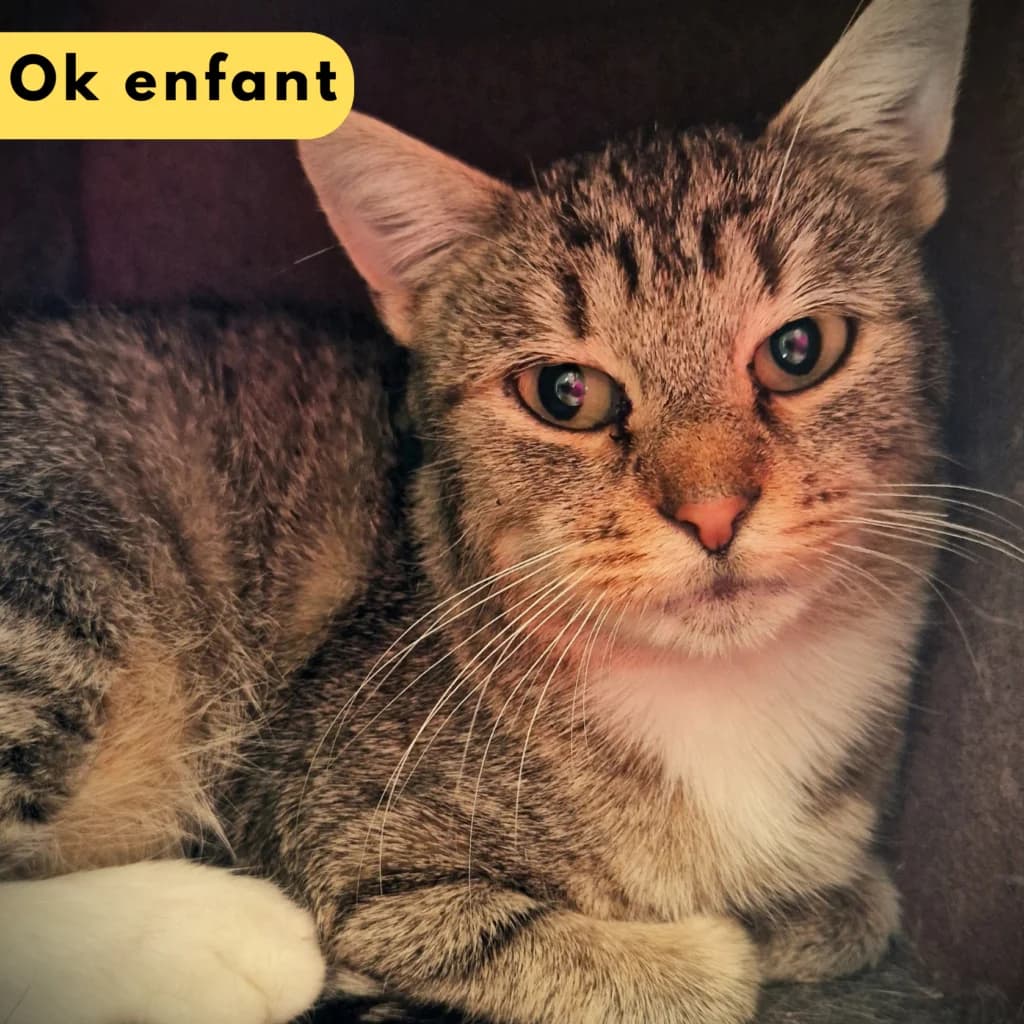 Iphigénie,  Mixed Breed for adoption at SPA de Loire Atlantique, Nantes
