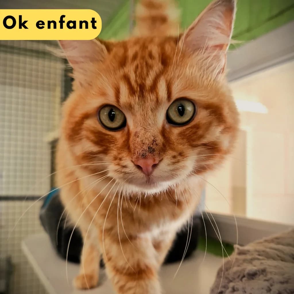 Macao,  Mixed Breed for adoption at SPA de Loire Atlantique, Nantes