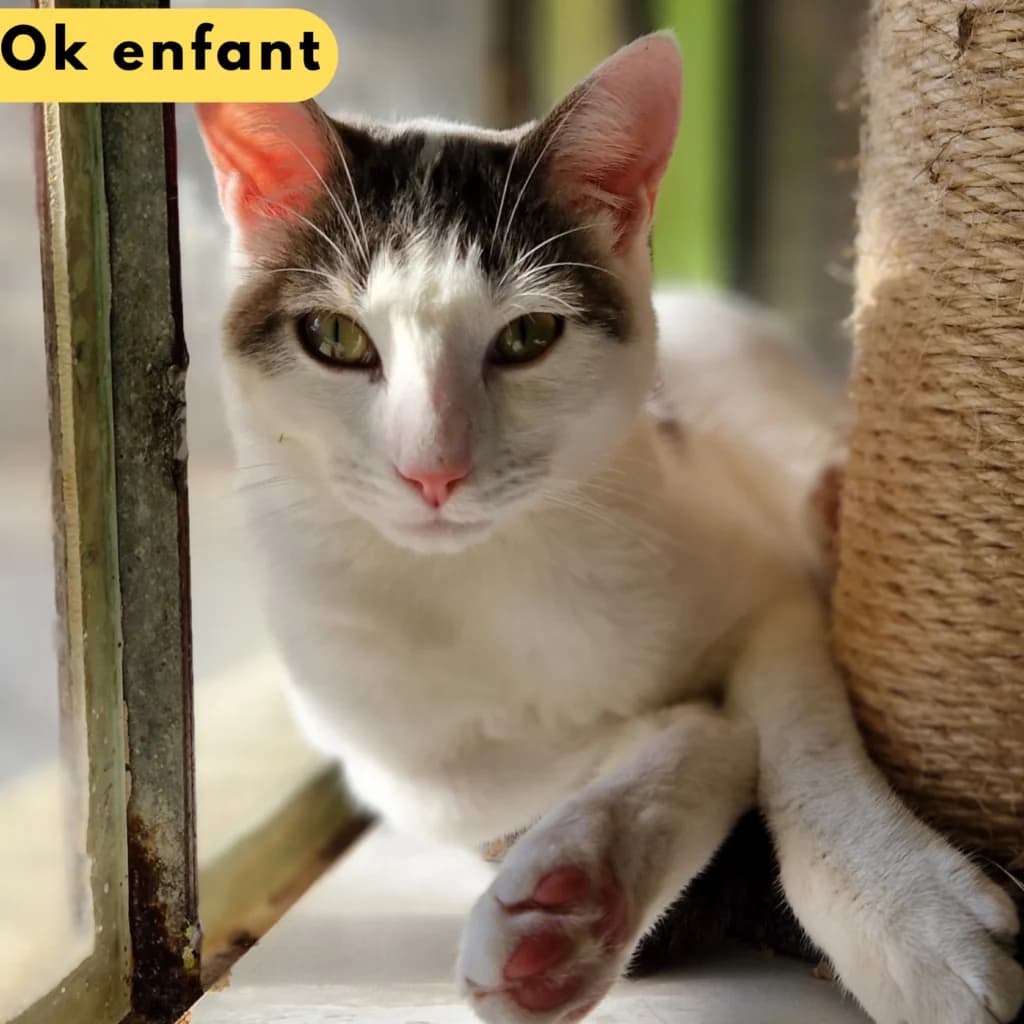 Tartenpion,  Mixed Breed for adoption at SPA de Loire Atlantique, Nantes
