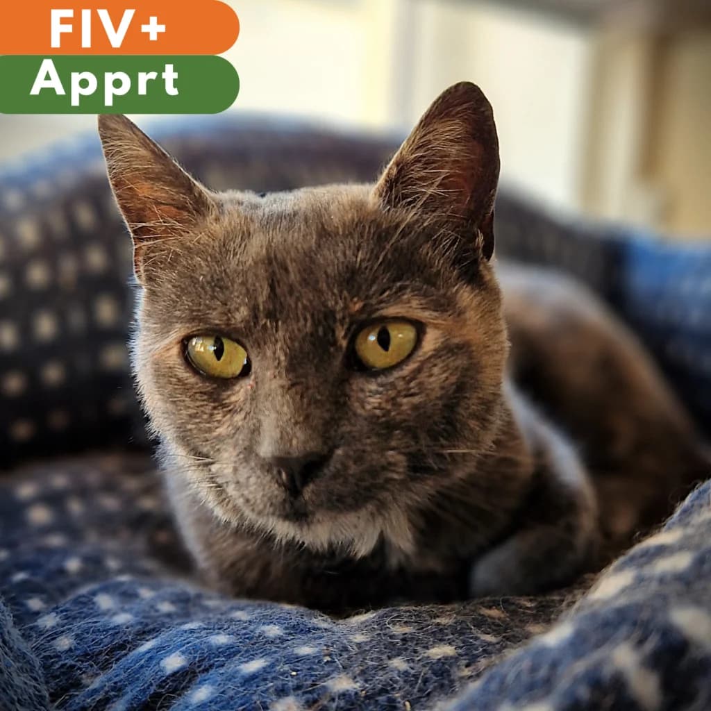 Virgule, female European Shorthair for adoption at SPA de Loire Atlantique, Nantes
