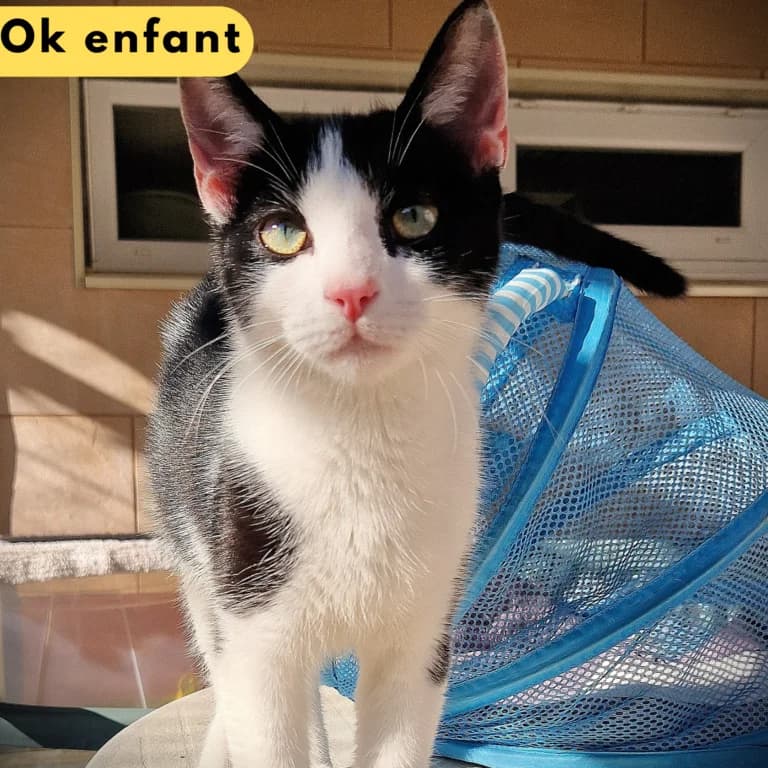 Zoulou,  Mixed Breed for adoption at SPA de Loire Atlantique, Nantes