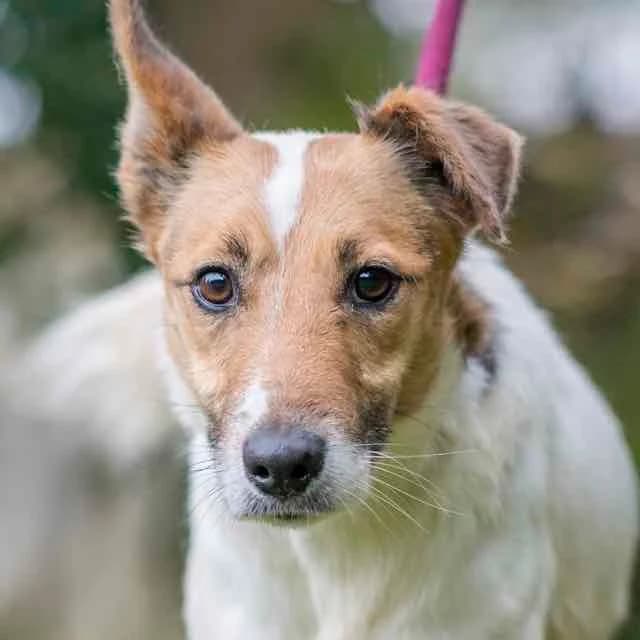 Juno,  mixed breed for adoption at SPA de Loire Atlantique, Nantes