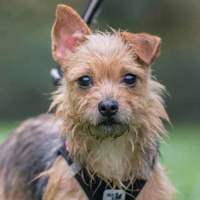 Duchesse, female 3yo Yorkshire Terrier for adoption at SPA de Loire Atlantique, Nantes